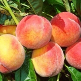 Kako posaditi breskvu i brinuti se za drvo?